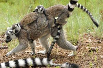 Ring-tailed Lemur | Duke Lemur Center