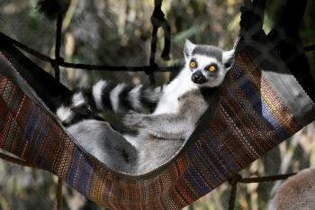 Ring-Tailed Lemur | Reid Park Zoo