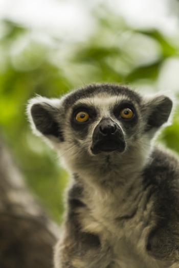Ring-tailed lemur / Gyűrűsfarkú maki