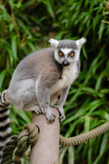 Ring Tailed Lemur on Grey Post