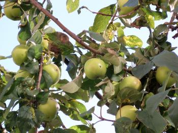 Ripe green apples on a tree