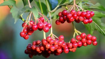 Ripe viburnum berries in late summer Stock Video Footage - Videoblocks