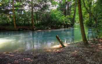 Forest small river / 1920 x 1200 / Forest / Photography | MIRIADNA.COM
