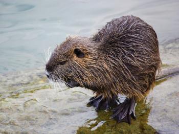 riverrat | Explore riverrat on DeviantArt