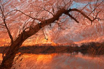 River Wood Sunset