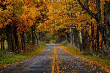 Narrow autumn road / 6016 x 4016 / Forest, Other / Photography ...