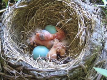 Robin Journal, Pt. 2 | Joyce Sidman