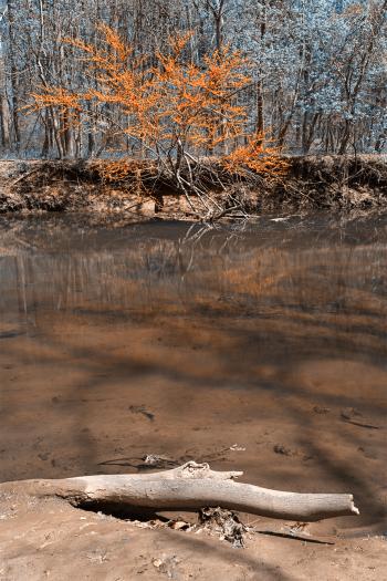 Rock Creek Stream & Foliage - Blue & Ora