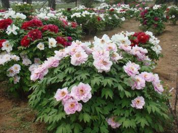 Canadian Peony Society: Combination Peonies