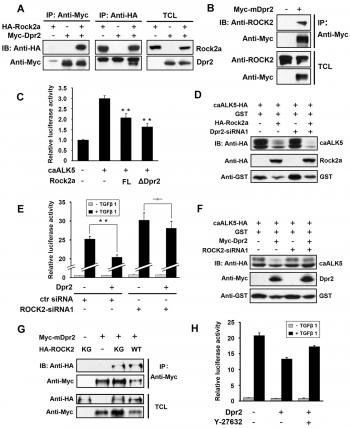 Rock2 controls TGFβ signaling and inhibits mesoderm induction in ...