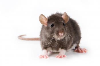 Rodents | Fort Wayne Allen County Department of Health