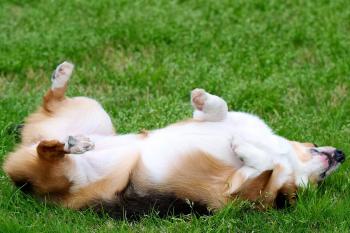 Rolling on His Back in Dogs - Definition, Cause, Solution ...