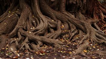 Listener Essay - Roots | WAMC