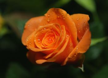 Rosa arancione