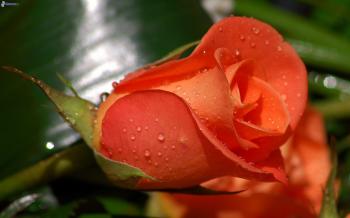 Rosa arancione