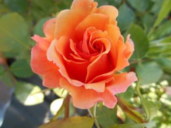 Rosa Arabia® - rose moderne rampicanti climber online - rose moderne ...