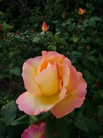 Identificazione rosa - Pagina 2