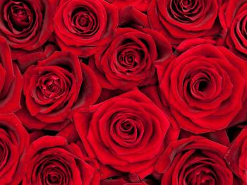 Rose Bouquet Pricing Variation - Business Insider