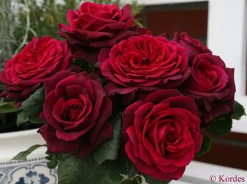 Chamblee Rose Nursery