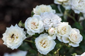 the Collection — Drift® Roses