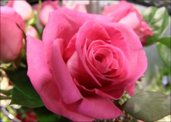 roses | Valley Forge Flowers