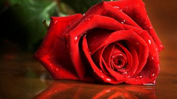 Download Wallpaper 1920x1080 red rose, drops, rose Full HD 1080p HD ...