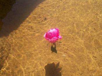 Rose in the water