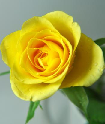 Rose in Yellow