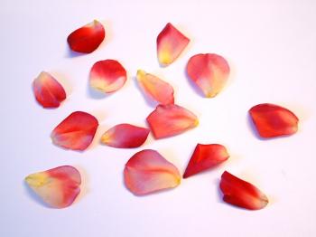 Rose Petals by Halo-Junky on DeviantArt