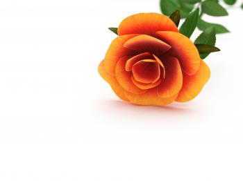 Rose Represents Petal And Valentines
