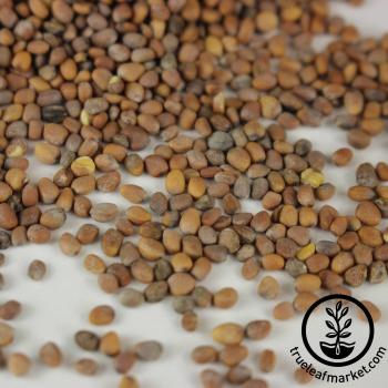 Radish Sprouting Seed | China Rose