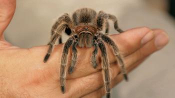 6 Rose Hair Tarantula Facts & Care Tips | Pet Tarantulas - YouTube