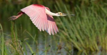 Roseate Spoonbill | Audubon Field Guide