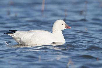 Ross's Goose | Audubon Field Guide
