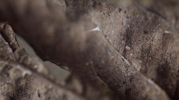 Rotten grungy decaying leaf texture UHD stock footage. A brown ...
