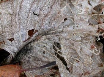 Rotten Leaf Texture