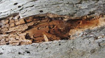 Old and rotten wood | CC-Content