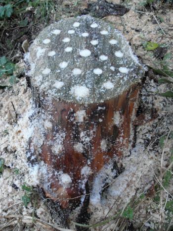 How to remove a tree stump | HireRush Blog
