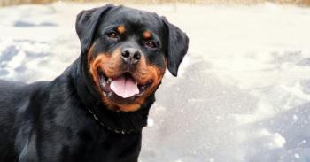 Rottweiler is most searched dog breed in Pennsylvania, study finds