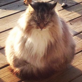 PsBattle: Fluffy round cat : photoshopbattles