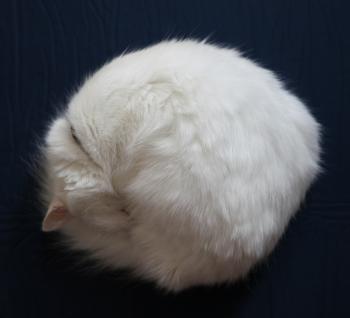 round cat