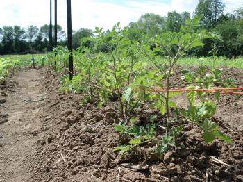 Families Garden: How to Stake Tomatoes