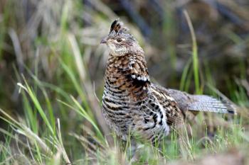 Ruffed Grouse | Audubon Field Guide