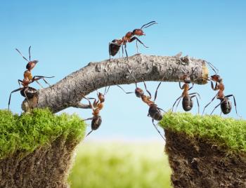 LOL! Ants running on treadmills will crack you up! • Earth.com