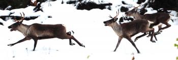 running-caribou.jpg