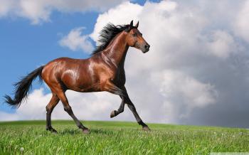 Running Horse ❤ 4K HD Desktop Wallpaper for 4K Ultra HD TV • Tablet ...