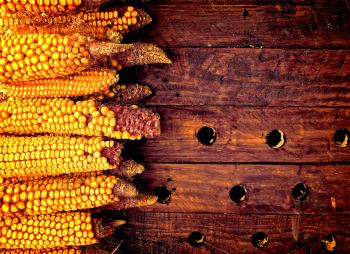 Rustic corn cobs on wooden background - Organic farming