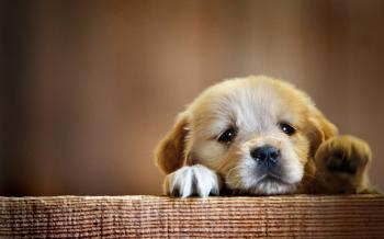 sad dog Blank Template - Imgflip