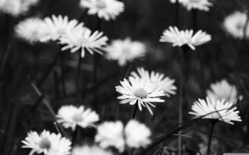 Sad Flowers ❤ 4K HD Desktop Wallpaper for 4K Ultra HD TV • Wide ...