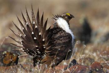 Grand Teton rangers lead free tours to watch sage grouse strut ...